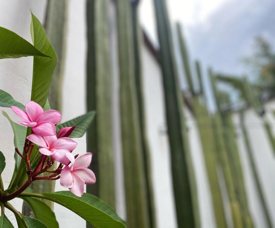 Casa Mayo B&B Oaxaca Luaran gambar